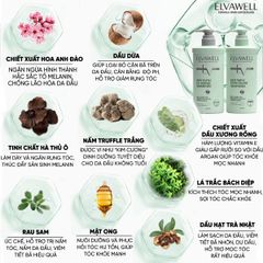 Cặp Gội Xả Giảm Rụng Tóc Sạch Dầu Bết Elvawell 500ml