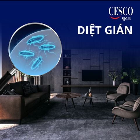 Báo giá dịch vụ diệt gián tận gốc tận nhà, hiệu quả, có bảo hành