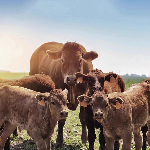 Tủ cigar Afidano cao cấp trên 1000 điếu chuyên bảo quản xì gà L5