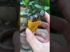 Bật lửa khò 2 tia Cohiba COB 75-video