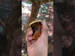 Bật lửa chính hãng Zorro chữ V khắc hoa văn Z92097-video