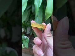 Bật lửa Dupont vàng kẻ ngang D104-video