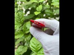 Dupont khò hình rồng Slim 7 DPK04-video
