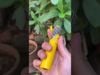 Bật lửa khò 1 tia Cohiba COB 01-video