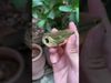 Bật lửa khò 2 tia Lubinski SK 42-video
