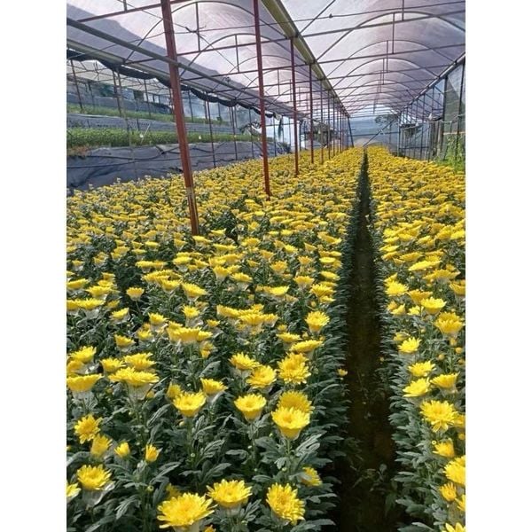 100 chiếc chén đỡ hoa nhựa - Chụp đỡ hoa đồng tiền, Định hình cuống hoa - Giữ cuống hoa không gãy - Phụ Kiện Hoa Tươi