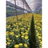 100 chiếc chén đỡ hoa nhựa - Chụp đỡ hoa đồng tiền, Định hình cuống hoa - Giữ cuống hoa không gãy - Phụ Kiện Hoa Tươi