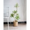 Cây giả - Cây thuỷ trúc cao cấp 1 nhánh và 3 nhánh - Chất liệu vải phủ bóng - Decor Trang trí nhà cửa