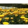 100 chiếc chén đỡ hoa nhựa - Chụp đỡ hoa đồng tiền, Định hình cuống hoa - Giữ cuống hoa không gãy - Phụ Kiện Hoa Tươi