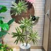 Cây giả - Cây thuỷ trúc cao cấp 1 nhánh và 3 nhánh - Chất liệu vải phủ bóng - Decor Trang trí nhà cửa