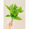 Cụm điểm - cành giả - cụm lá giả - cụm cỏ điểm - Cụm lá giả trang trí nhà cửa, cắm lọ hoa để bàn