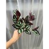 Cụm điểm - cành giả - cụm lá giả - cụm cỏ điểm - Cụm lá giả trang trí nhà cửa, cắm lọ hoa để bàn