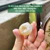 Khấu Bình An Phỉ Thúy Jadeite A Nếp Hóa - Mịn - Hoàng Phỉ ~24,4x6mm 10.403