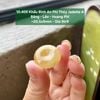 Khấu Bình An Phỉ Thúy Jadeite A Băng Lão Hoàng Phỉ ~20,5x5mm 10.409