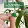 132.11 Mặt Dây & Nhẫn Phỉ Thuý Jadeite A Thuỷ Tinh - Đế Vương Lục - VT18K - KC Tấm ~ 10,3x11,3mm