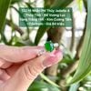 132.19 Nhẫn Phỉ Thuý Jadeite A Thuỷ Tinh - Đế Vương Lục - VT18K - KC Tấm ~ 7,6x9mm
