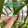 132.4 Nhẫn Thuý Jadeite A Thuỷ Tinh - Đế Vương Lục - VT18K -KC Tấm - 5,5x7mm
