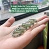 5.264.2 Nhẫn Phỉ Thuý Jadeite A - Băng - Gà Đen - Đốm Hoàng Phỉ ~ 16,6x4,6x3mm
