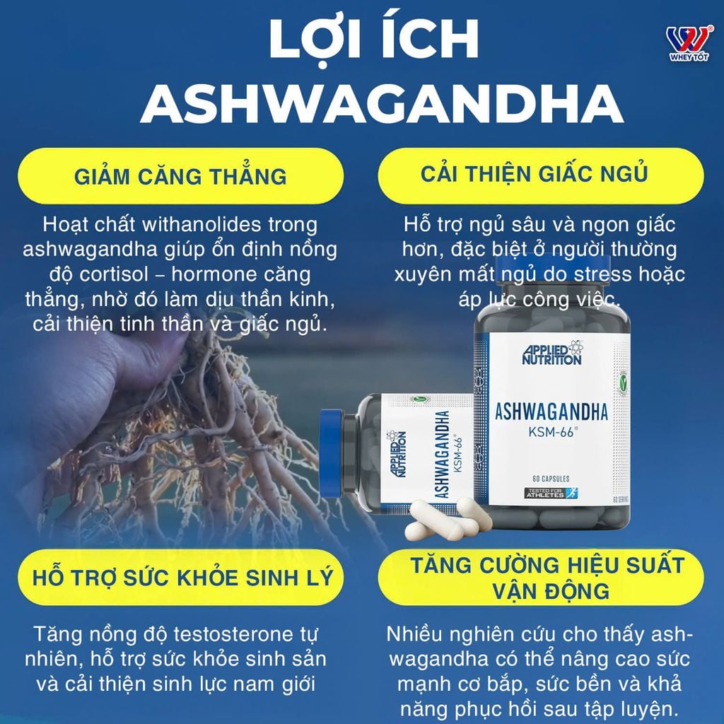 Applied Nutrition Ashwagandha KSM-66 300mg 60 Viên (60 Servings)