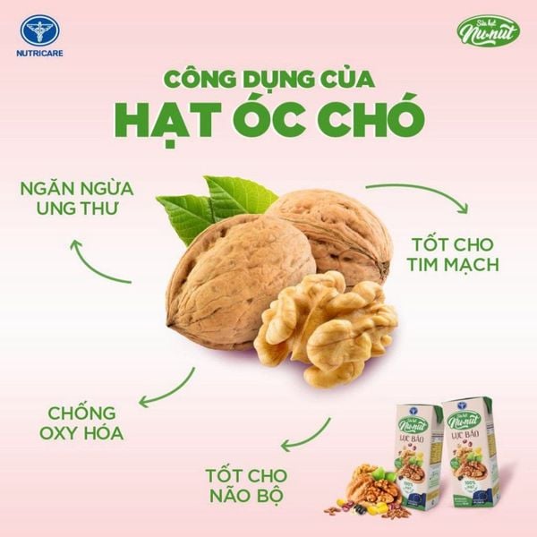 Thùng 48 Hộp Sữa Hạt Óc Chó NUNUT Lục Bảo NUTRICARE Hỗ Trợ Giảm Cân Ngăn Ngừa Ung Thư Giảm Căng Thẳng Tốt Cho Tim Mạch