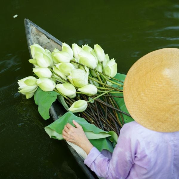 Tịnh Tâm Bạch Liên Trà - Trà Ướp Hoa Sen Trắng Hồ Tịnh Tâm Huế