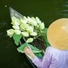 Tịnh Tâm Bạch Liên Trà - Trà Ướp Hoa Sen Trắng Hồ Tịnh Tâm Huế