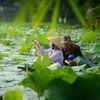 Tịnh Tâm Bạch Liên Trà - Trà Ướp Hoa Sen Trắng Hồ Tịnh Tâm Huế