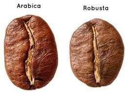 Cà phê hạt rang Robusta (Gói lớn 1kg phù hợp cho quán)