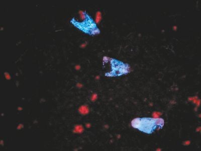 Crime-lite® ML2 Kính lúp để bàn tích hợp đèn chiếu sáng đa bước sóng