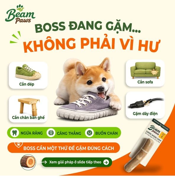 Đồ Chơi Gặm Gỗ Stick Tự Nhiên Beam Paws Cho Cún - Bền Chắc, Sạch Răng, Giảm Stress