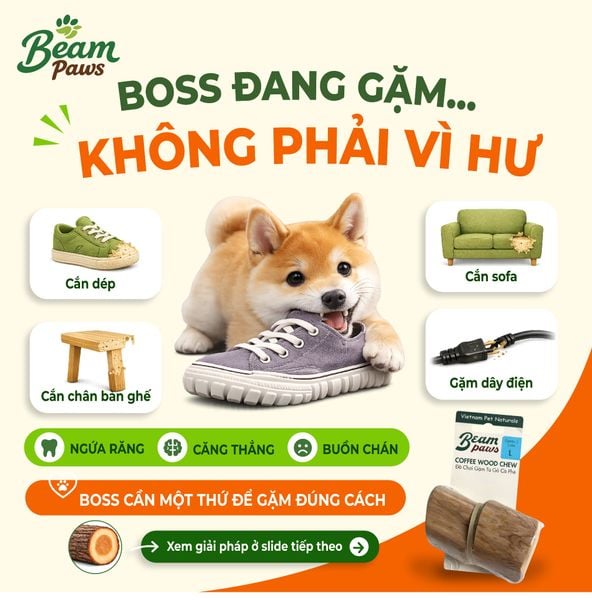 Đồ Chơi Gặm Gỗ Cube Tự Nhiên Beam Paws Cho Cún - Bền Chắc, Sạch Răng, Giảm Stress