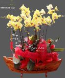  CHẬU LAN HỒ ĐIỆP THUẬN BƯỜM XUÔI GIÓ - S664 