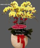  Chậu Lan Hồ Điệp Yêu Thương Của Nắng - S709 