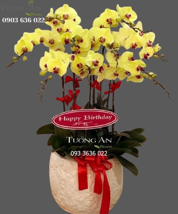  Chậu Lan Hồ Điệp Yêu Thương Của Nắng - S709 