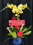  Chậu Lan Hồ Điệp Kim Xuân Như Ý - LHD76 