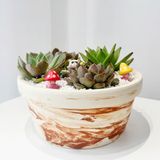  Chậu Sen Đá Tiểu Viên An Lạ - SD04 