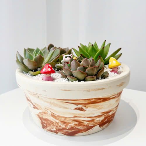  Chậu Sen Đá Tiểu Viên An Lạ - SD04 