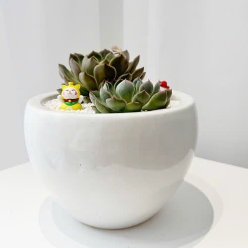 Chậu Sen Đá Song Ngọc An - SD05