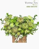  Chậu Sen Đá Xanh Mát - SD08 
