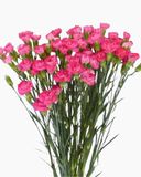  Hoa Cẩm Chướng Chùm - HCC22 