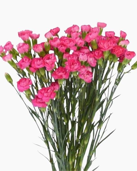 Hoa Cẩm Chướng Chùm - HCC22