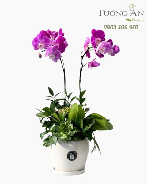 Chậu Lan Hồ Điệp Lan Tím Song Hỷ - LHD122