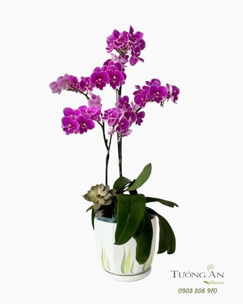 Chậu Lan Hồ Điệp Phú Quý Thanh Hoa - LHD107
