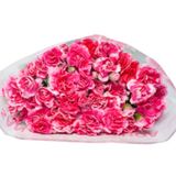  Hoa Cẩm Chướng Chùm - HCC22 