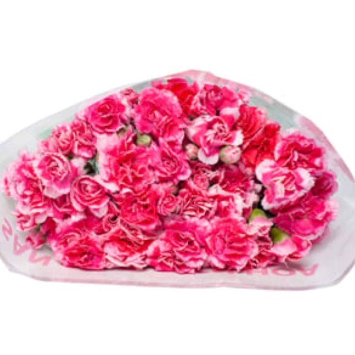  Hoa Cẩm Chướng Chùm - HCC22 