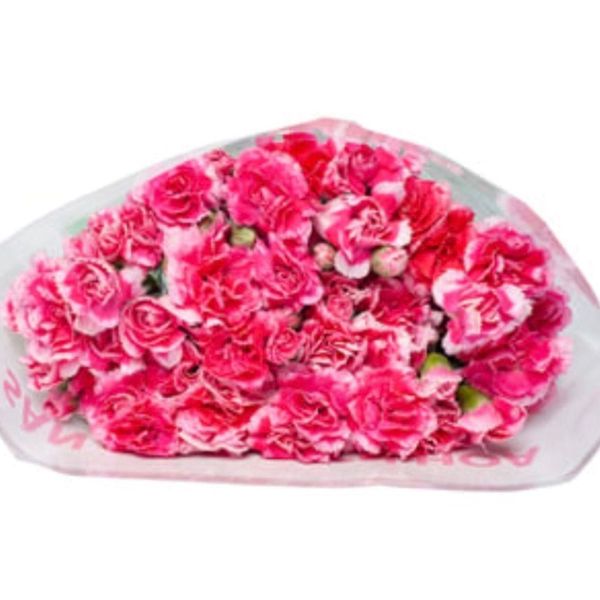 Hoa Cẩm Chướng Chùm - HCC22