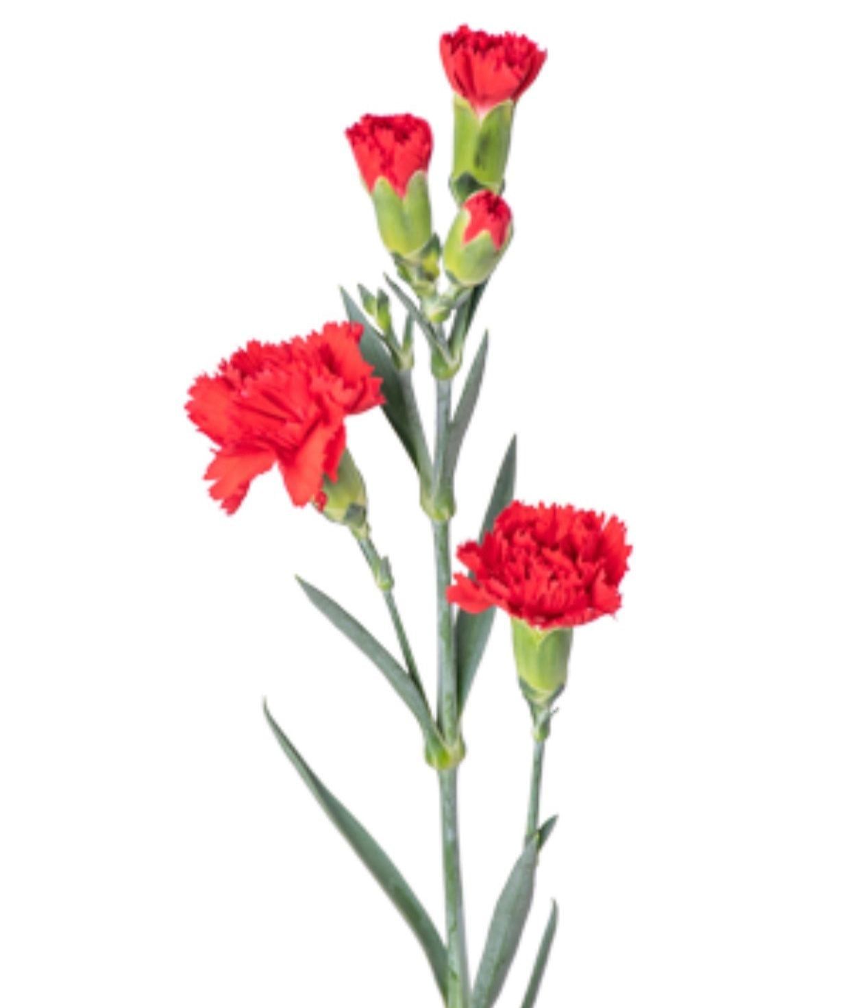  Hoa Cẩm Chướng Chùm - HCC22 