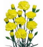  Hoa Cẩm Chướng Chùm - HCC22 