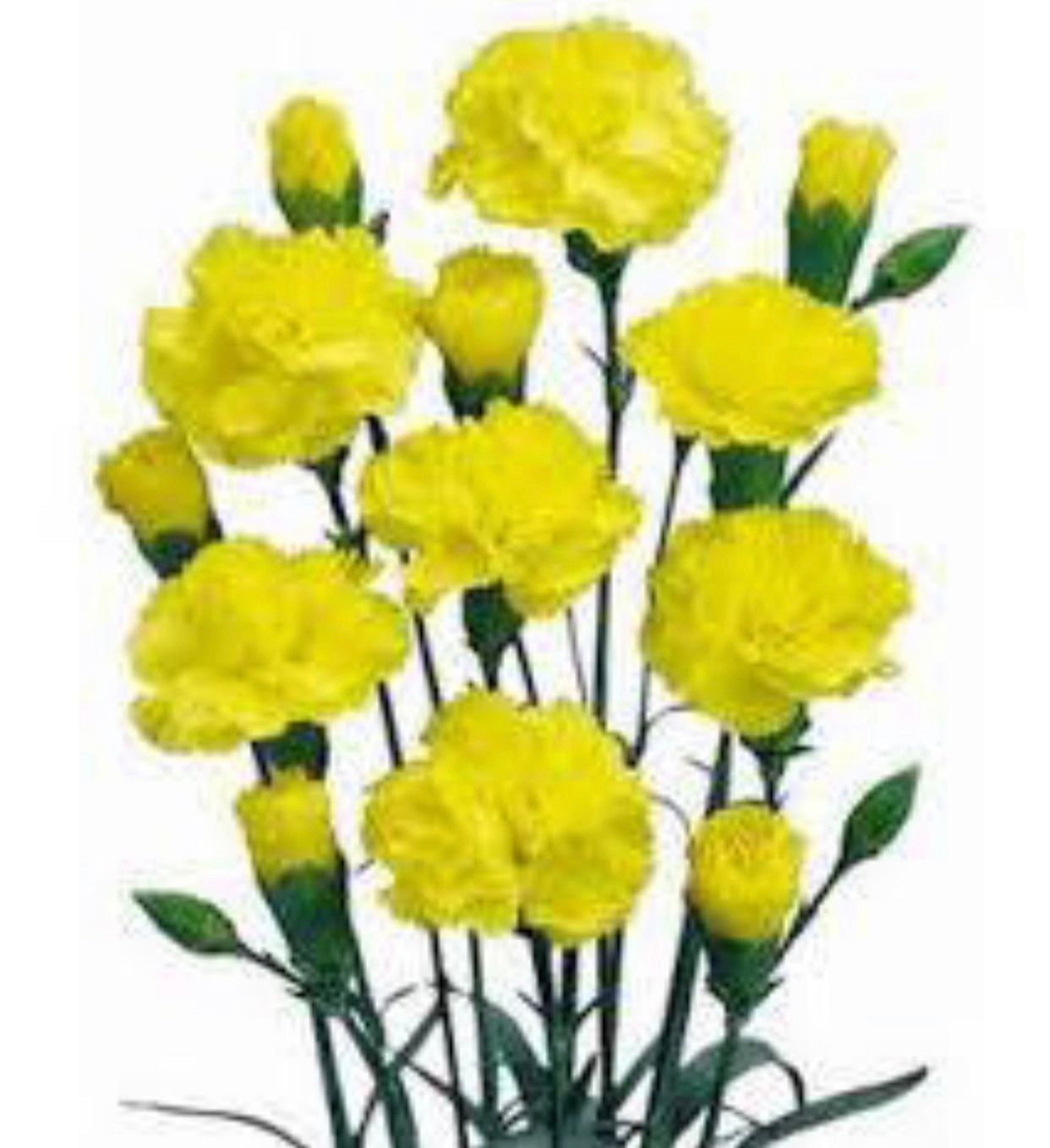  Hoa Cẩm Chướng Chùm - HCC22 