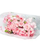  Hoa Cẩm Chướng Chùm - HCC22 